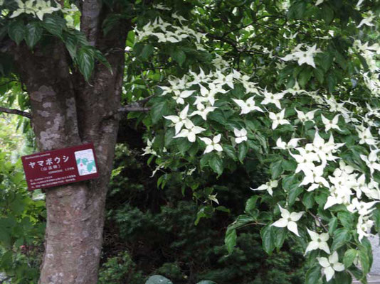 箱根の山でも湿生花園内でもヤマボウシが花盛りでした