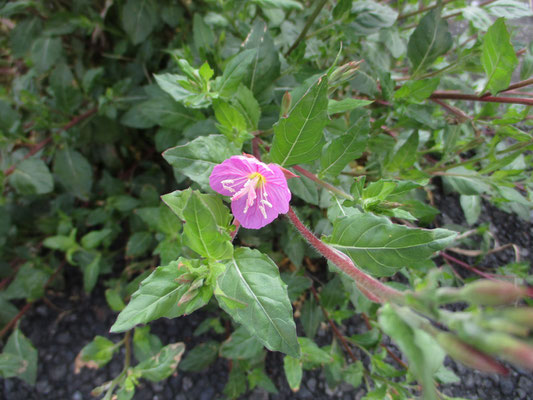 庭にごつい雰囲気で葉を広げる雑草と思い目の敵に抜いていたもの　こんなきれいな花を咲かせるとは！