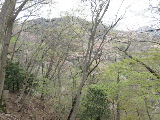 向こうにはどこまでもうっとりする春色の山