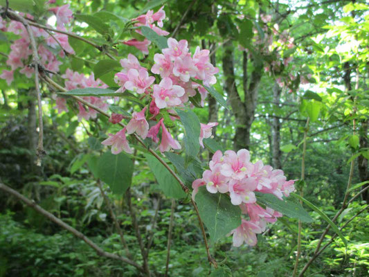 今が花盛りのタニウツギ