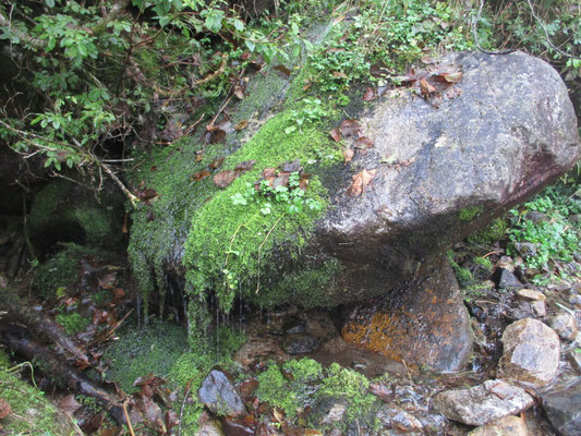 美しい苔の岩