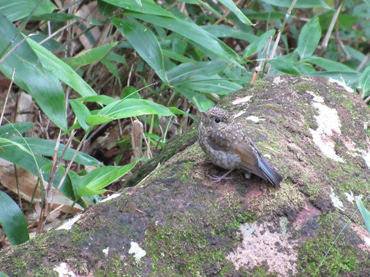 子どもと思ったけれど、調べたらキビタキの幼鳥　小屋近くまで、ずっと私の前を付かず離れずで飛び、道案内役