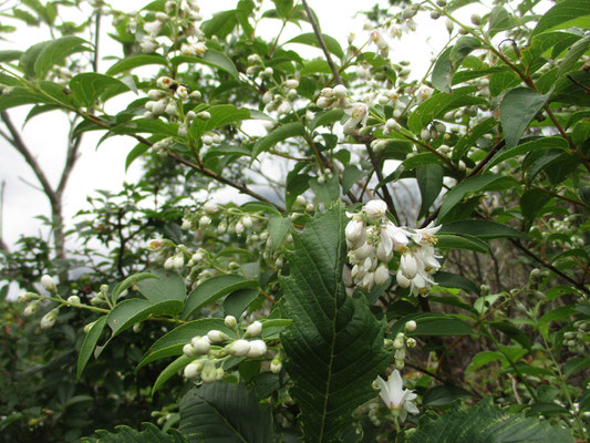 霧のなかでウツギの花の白さが鮮やか