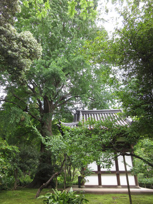 こちらのお堂の脇の大木は銀杏で、秋になると地面一面金色に落ち葉が敷き詰められるとのこと