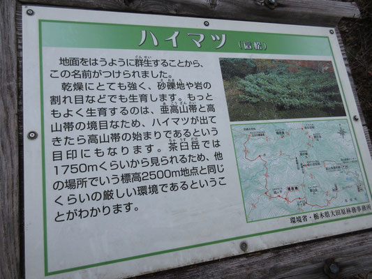 ここでハイマツの看板を見る　解説にあるように、然程の標高でないのにハイマツがあるとは、火山という特有の厳しい環境のせいだろうか…