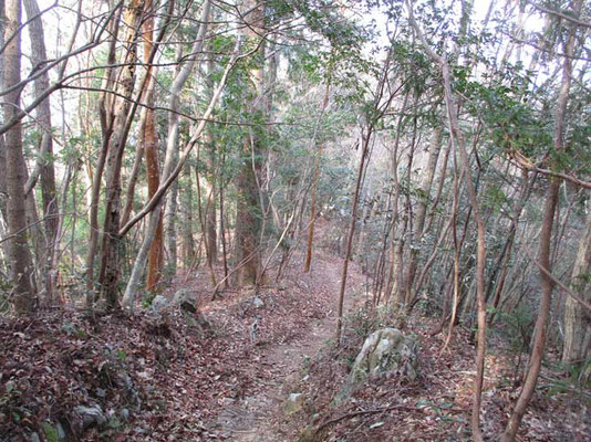 下山は気持ちのよい照葉樹林の中を行きます