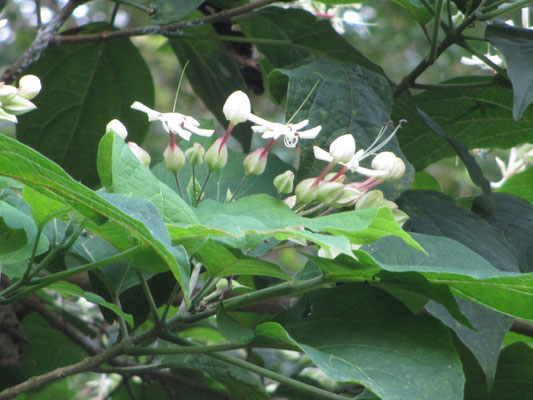 萼から花が咲き始め、そこから糸のように長く雄しべが出ている様子が面白い