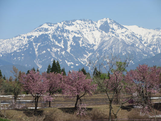 が、朝には影も形も見えなかった八海山が向こうにくっきり