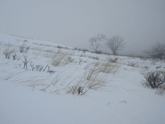 雪の霧ヶ峰2