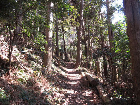 やっと山道っぽい雰囲気