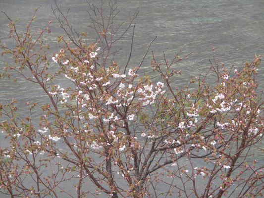 水と花の関係が美しい