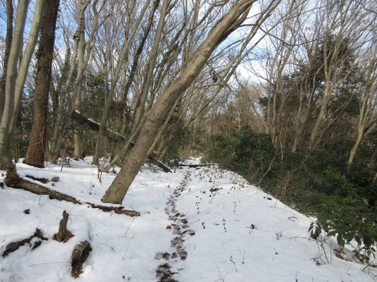 こんな感じの尾根筋の山道