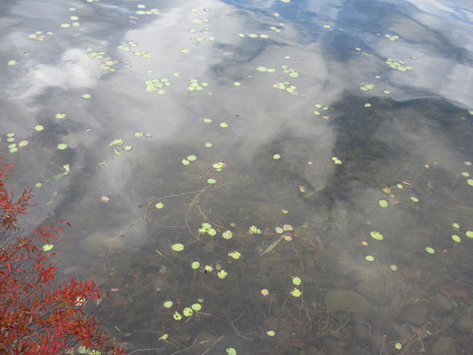 湖面に映る空 何やら水草が見える