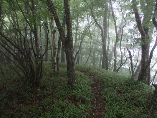 夢のなかで歩いたことがありそうな山の路