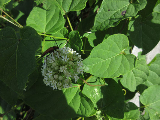 ツル性多年草のイケマ 虫(何虫か分からない)が幾つも付いていて人気