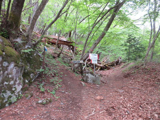 しばらく行くと、白砂山への分岐