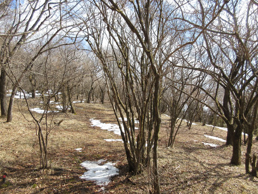 平尾山方面に下山し急降下を過ぎると、こんな灌木地帯になる　アブラチャンが多いホームグラウンドである西山の「大たるみ」にも似ているが、ここの木はウツギのようだ