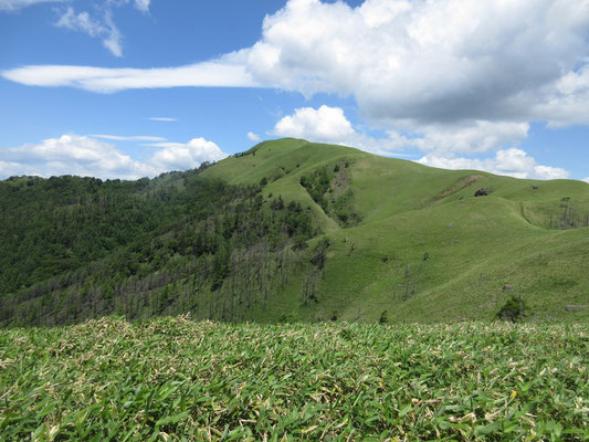縦走路を登っていくと目の前にきれいな三峰山　しかし向こうに登らず、途中から稜線を外れて下っていく