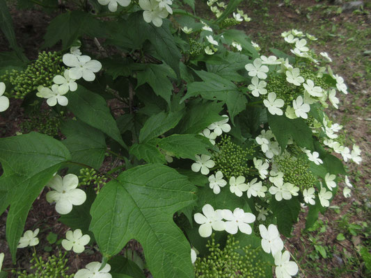 カンボク　木に咲く真っ白な花が目を引いた　調べるとカンボクとのこと