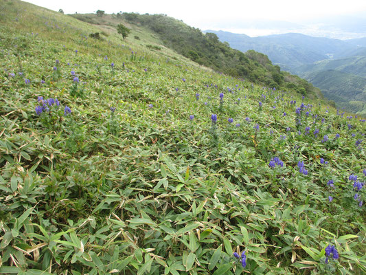 ムラサキの花が一面に拡がっています