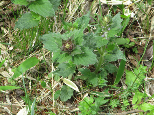 ツルカコソウという植物　シソ科キランソウ属の多年草　丘陵地の草原で生えるが、そうした場が失われた近年では珍しい植物になってしまっているとのこと