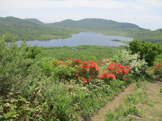 レンゲツツジとズミの花が咲き乱れる雄国山山頂から沼を見下ろす