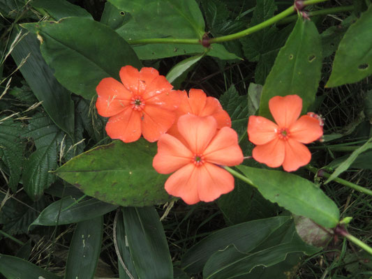 初心者の頃、初めてこの花を見た時の驚き！　フシグロセンノウ　