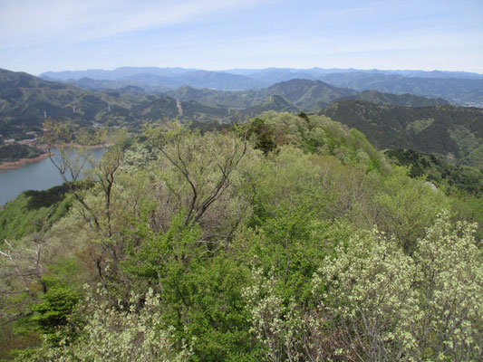 淡い新緑の山稜