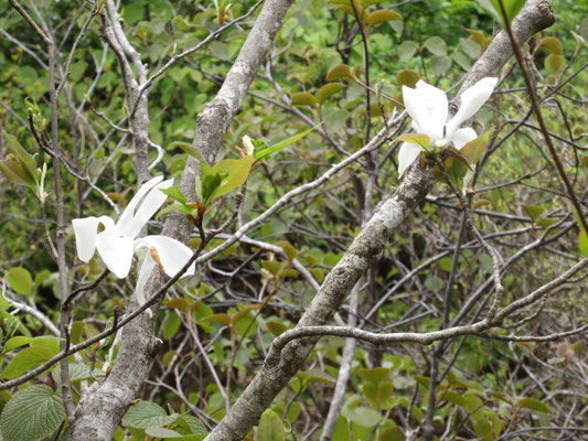 純白なタムシバの花
