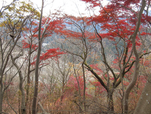 西山の紅葉6　下界の採石工場も休日で静か　白っぽい工場の地面の色に、妙に紅葉が映える