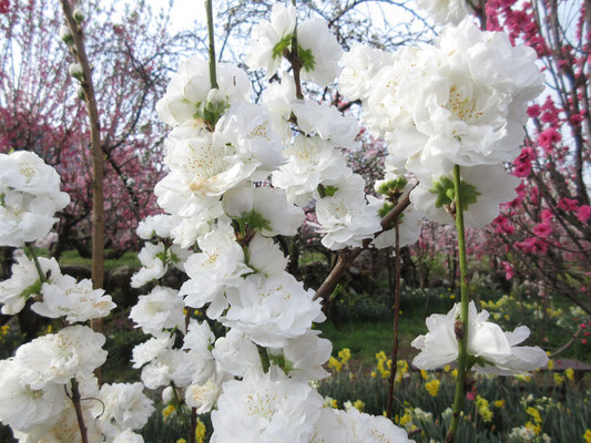 桃の花1　いろんな種類の桃の花がある！　見ていると「花の首飾り」という歌を思い出したりして…←古い！