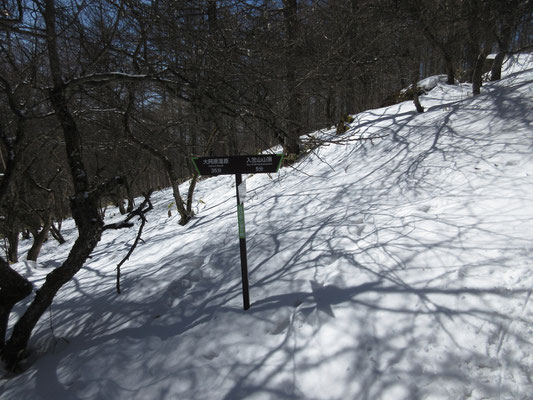 小気味よく斜度を登っていき、山頂直下　ここから花畑方面からの道を合わせる