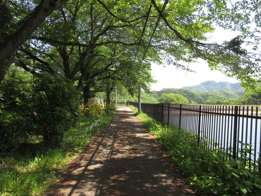 貯水池回りは桜の名所になっているようだ