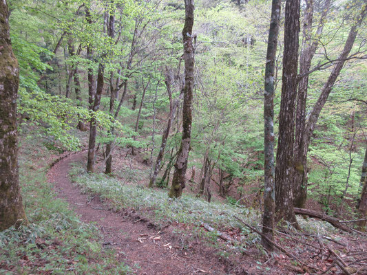 柳沢峠が近くなってくると道も山道というより散策路らしく整っている
