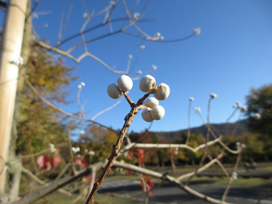 駐車場の街路樹にナンキンハゼの白い実を見つける　葉も紅葉してきれいだが、葉が落ちた後のこの実がまたかわいい