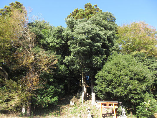 公園施設内を登っていくと神社に行き当たる