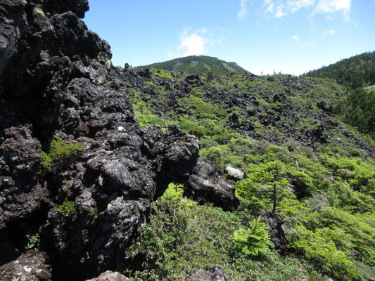 迫力満点の溶岩と針葉樹の世界