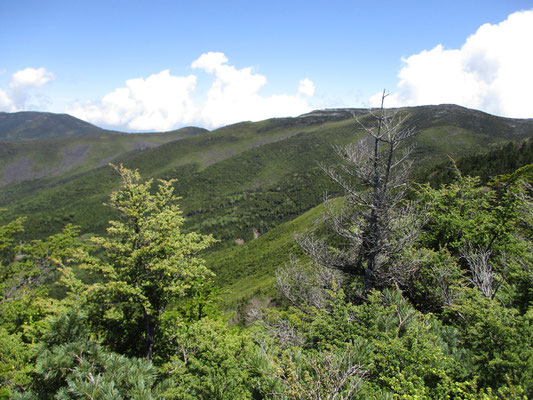 八ヶ岳を南（アルペンチックな登山）と北（樹林帯の彷徨）に分けますが、これはまさに北八ヶ岳を象徴する景観