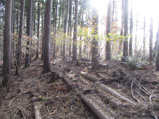 15分ほど急な植林帯を上へ上へ登っていくと、丸っこい舟山の上に出て〜