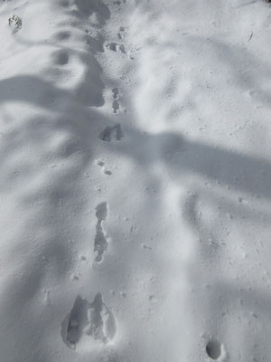 これはウサギ　ウサギがピョンピョンと歩いているのかと想像するとウキウキしてくる