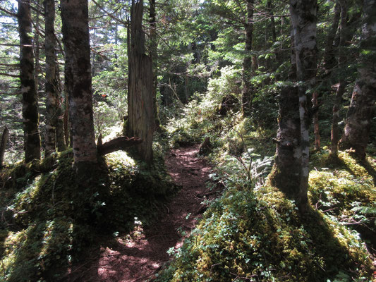 落ち着いた山道