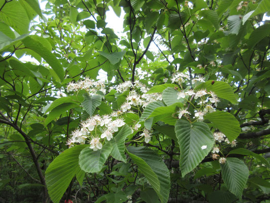 ガマズミの花か