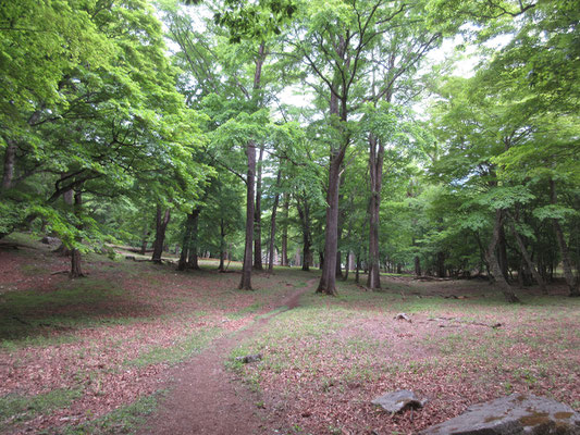 庭園のような巨木の立ち並ぶところを過ぎていくと〜