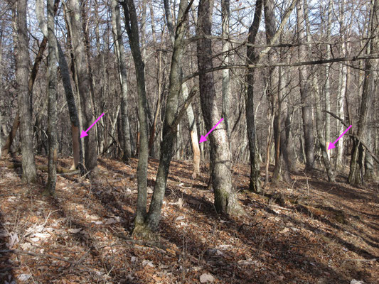 最後はシカの樹皮食いの様子 シカによるこうした被害は、クマ問題よりもずっとずっと昔から指摘されてきたが、そのままうん十年 これら樹皮食いされた木は、もう生きていられない💧 最後は残念ながら、このような話で終わります
