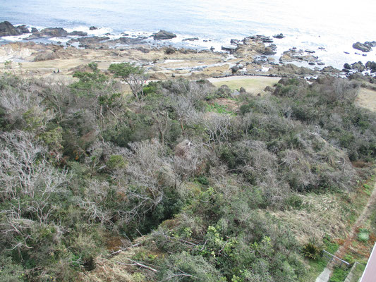 真下の白浜の海際の植生も被害が見える