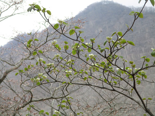 ムシカリの花が駒ケ岳をバックにほころび始めている