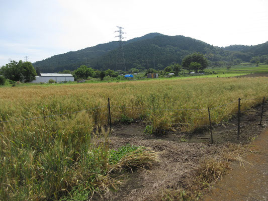 低山ながら姿のいい山　こんどスケッチでゆっくり再訪したい　手前は麦畑