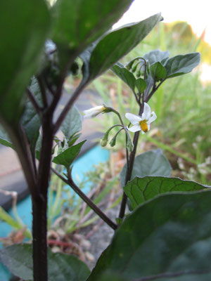 ナスの花に似るイヌホオズキ　どこでも見る野草の一つだが、きちんと調べたのは初めて