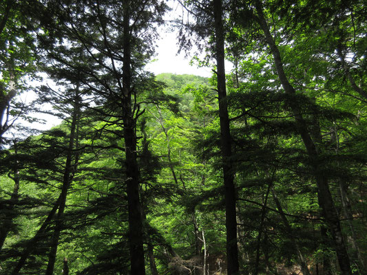 ようやく向こうに目指すピーク高山の山頂が見えてきた