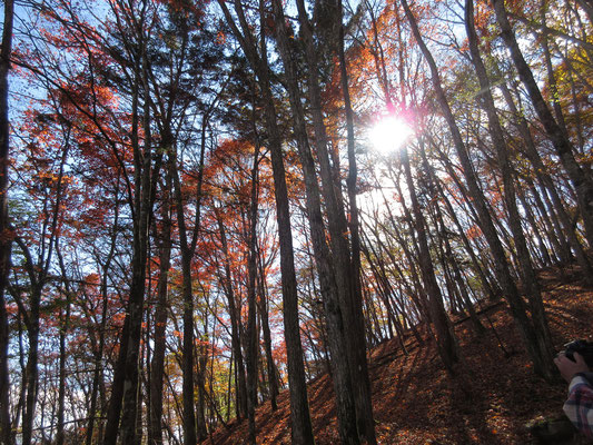彩りの秋の山5　秋の短い日差しが斜めから差し込む　逆光に映える紅葉